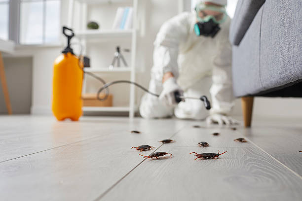 Trusted Cockroach Control service in Stamford, CT - Nex Pest Control
